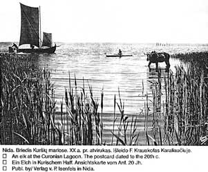 Лось на Куршском заливе на открытке начала 20 века