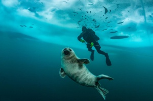     2016  21   03  2017 .   