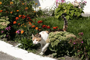 ����� ���� � ������������