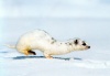 Зимовье зверей: снег в жизни животных