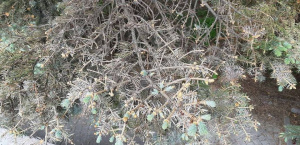 � ������������ ����� ������ ������������ ������� ���