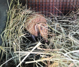 ��������� ���������������� �������� ����������� ����� �����