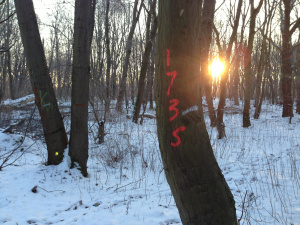 � ����������� ��.�.���������������� ������������ �������