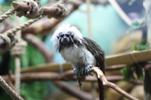 ���� �������