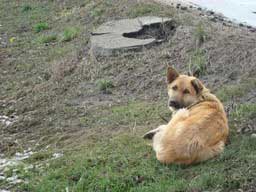 ������� ��� ��������� ����� 