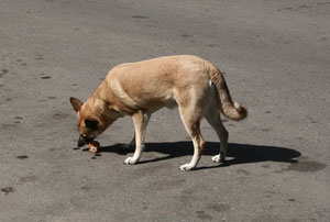 �������� ����