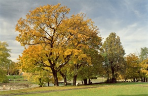 ����������� ������� �������