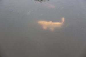 ����� �� ������� ������� ������������ ������