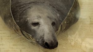 � ��������������� ������� �������� ������ �� �������