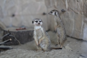 �������� ���������� �� ��������