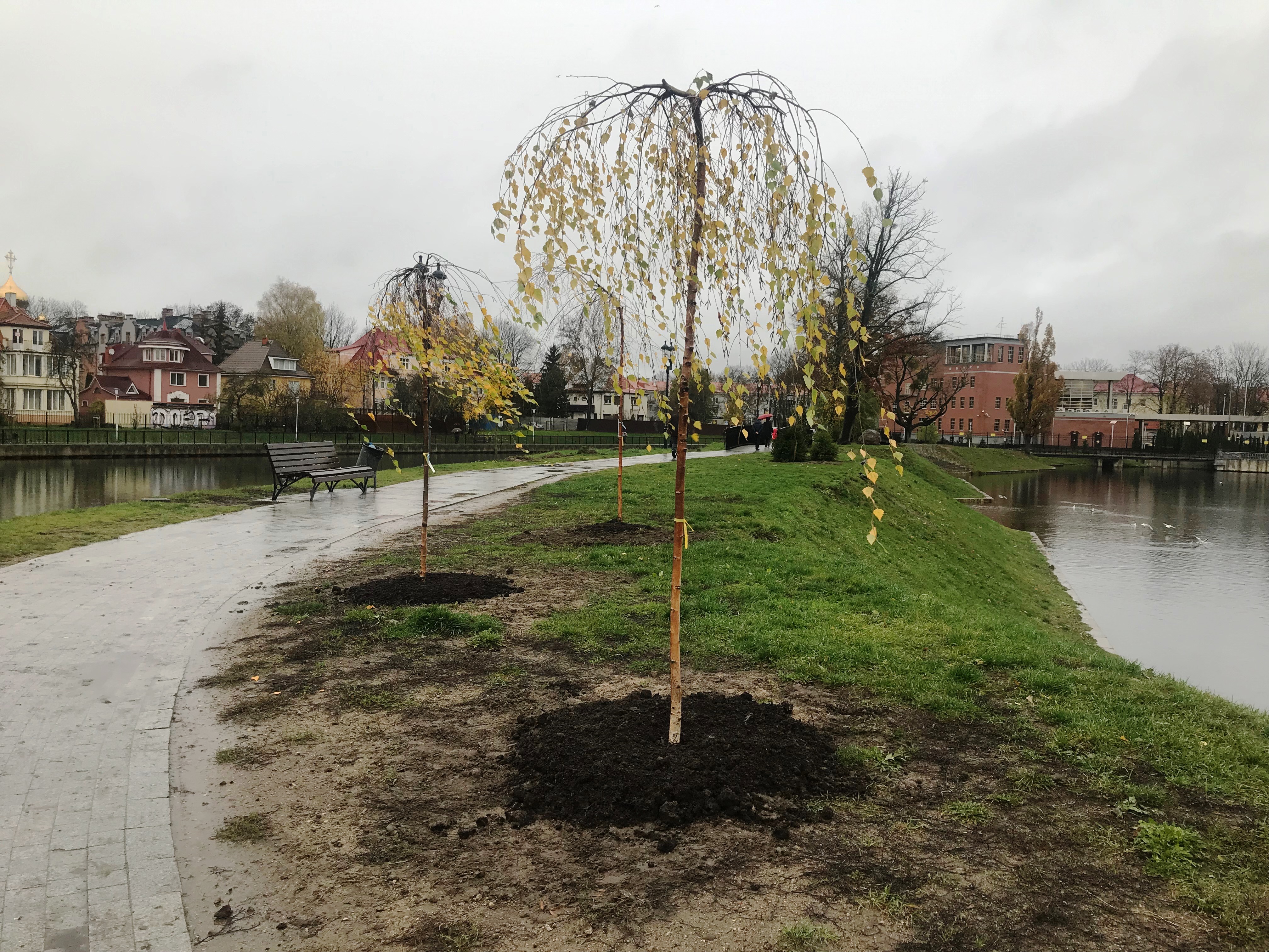 06. Вырубка деревьев. 2022. Борец сараевский рязанской. Высадка деревьев.