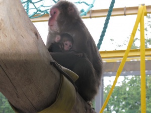 ������� ���������� ������������ ��������