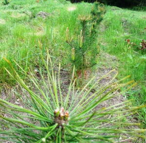 ��������� ����� ������� ������������ �����