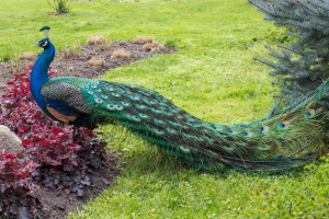 ����� ��������