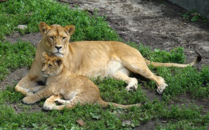 ����� � �����