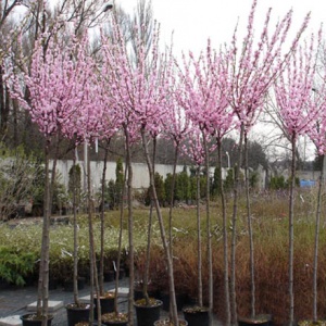 ���� 60 �������� �������