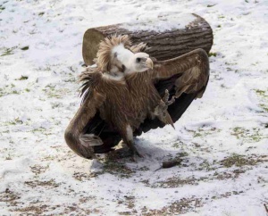 ��������������� ������� ��������� ���������