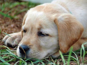 �������� ������� �� ������������ ������� ������ ���������