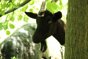 ��� ��������� �������������