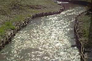 � ������� ������� ������ ����