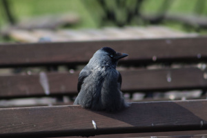 ��������������� ������� ���������� �� ���������