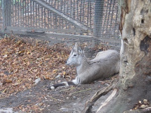 ���������� ��������