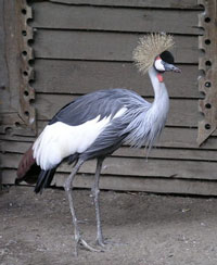 �������� ������� 